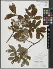 Foto von Salix appendiculata Vill.